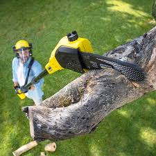 Rancho Palos Verdes, CA Tree Removal Company
