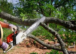Best Leaf Removal  in Rancho Palos Verdes, CA