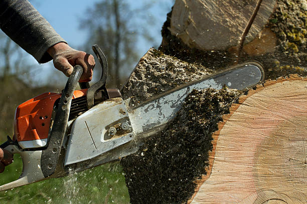 Best Emergency Tree Removal  in Rancho Palos Verdes, CA